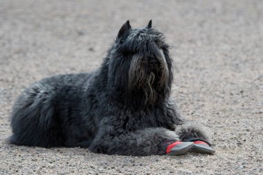 Bouvier booties çakıl üzerinde dinlenme