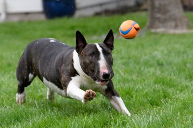 Bull Terrier bir top peşinde