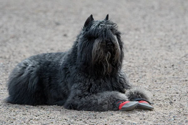 Bouvier in booties resting on the gravel — Stock Photo, Image