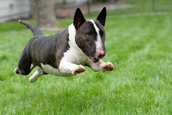 Bull terrier in full run on the grass
