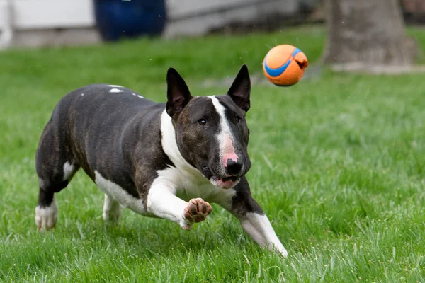Bull Terrier bir top peşinde