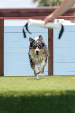 Merle Aussie rıhtımda koşuyor