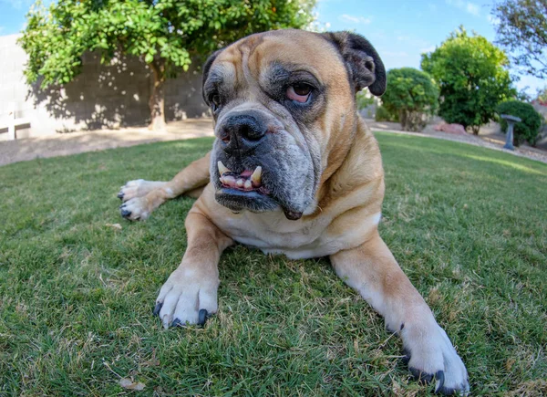 English bulldog on the grass with a fish eye lens — Stock Photo, Image