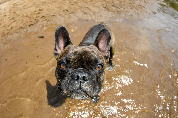 Bulldog francés con lente de ojo de pez en la playa — Foto de Stock