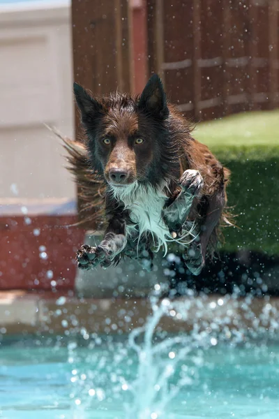 Brown border collie a punto de aterrizar en la piscina — Foto de Stock