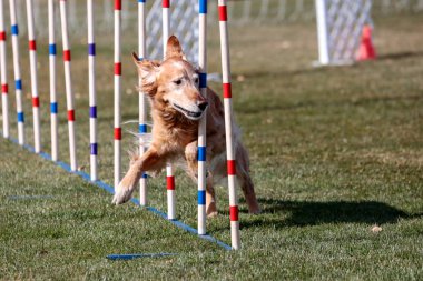 Örme direklerde Golden Retriever