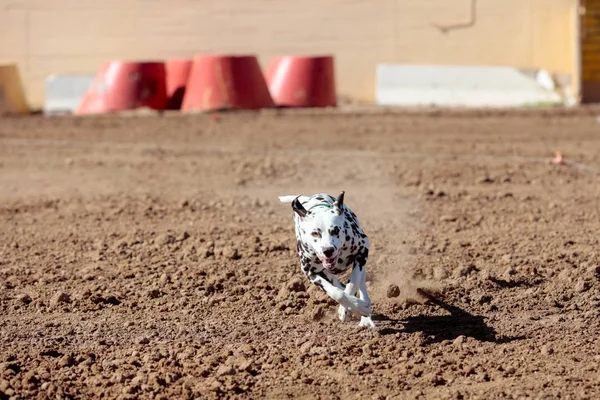 Dalmatian dog chasing a lure in the dirt — Stock Photo, Image