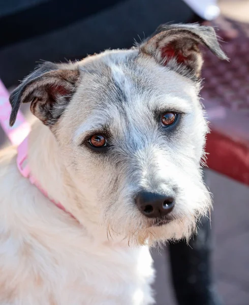 Mixed breed dog natural portrait — Stock Photo, Image