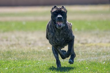 Baston Corso Mastiff bir yem kursunda