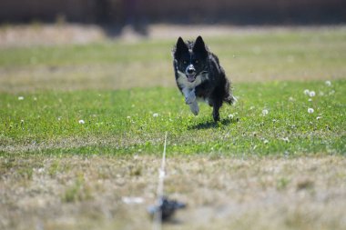 Siyah ve beyaz sınır collie bir cazibesi peşinde