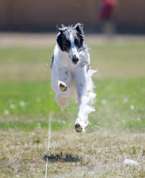 Borzoi Russian Hound em um curso de atração — Fotografia de Stock