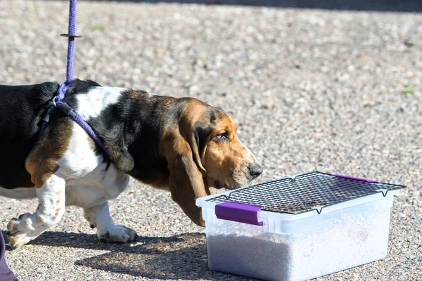 Basset av köpeği bir oyun sırasında koku arıyor.