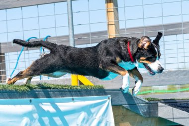 Rıhtımda dalış yarışmasına katılan İsviçreli dağ köpeği havuza atlıyor.