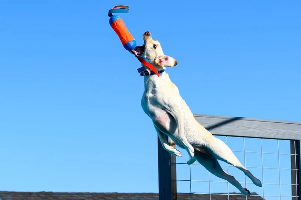 Yellow Lab dog in the air catching a toy while jumping off a dock into a pool