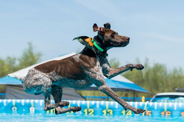 German shorthair pointer dog about to land in a pool after jumping during a dock diving competition