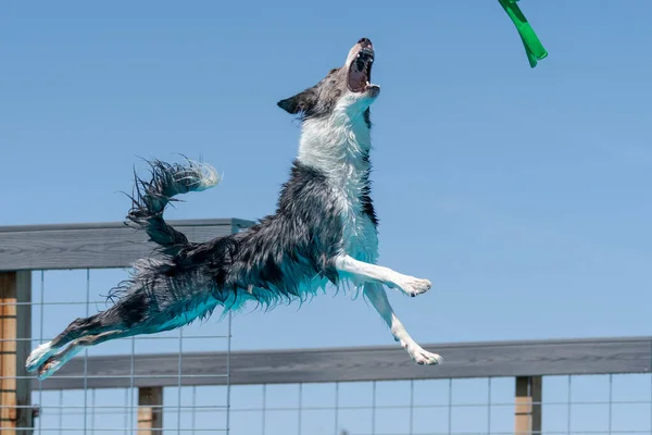Fronteira Collie Cão Pronto Para Pegar Brinquedo Enquanto Doca Mergulho — Fotografia de Stock