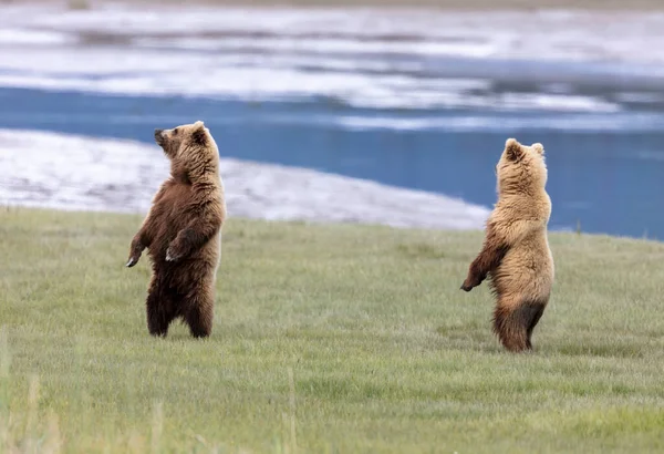 二つのアラスカの茶色のクマは彼らの後ろの足の上に立って空気をスキャン — ストック写真