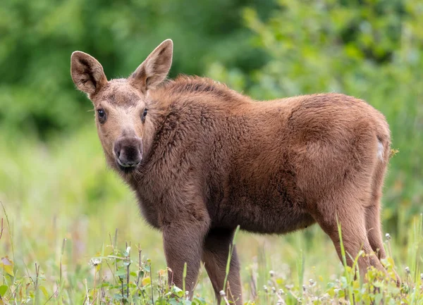 Moose Μοσχάρι Βόσκηση Ένα Λιβάδι Χόρτο — Φωτογραφία Αρχείου