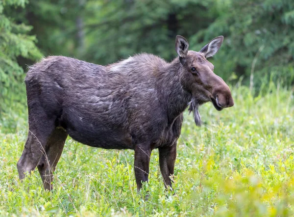 Moose Αγελάδα Στέκεται Στο Ψηλό Γρασίδι Σίτιση — Φωτογραφία Αρχείου