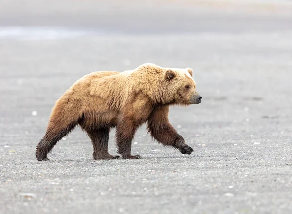 Oso Marrón Alaska Macho Grande Dando Paseo Largo Una Playa —  Fotos de Stock