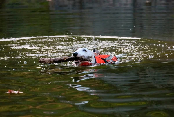 Miniature White Bull Terrier Swimming Creek Stick — Stock Photo, Image