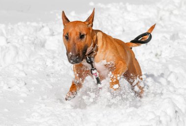 Kırmızı minyatür teriyer karda koşuyor ve oynuyor.