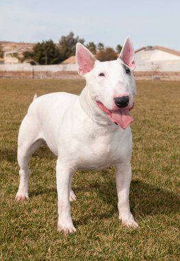 Female white bull terrier playing at the park and posing for a photo clipart