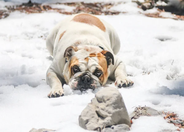雪地里的斗牛犬躺在地上 在冬天玩耍 — 图库照片