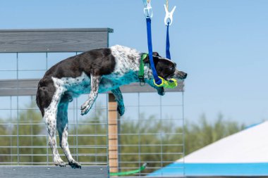 Rıhtım dalışı sırasında melez köpek oyuncak kapmak üzere.
