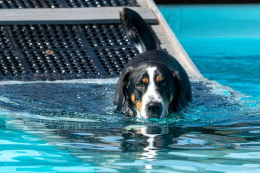 İsviçre Dağ Köpeği rampada yürüdükten sonra büyük bir havuzda yüzmeye gidiyor.
