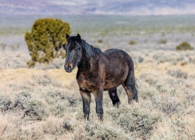 Nevada 'da çalıların arasında duran koyu kahverengi vahşi at.