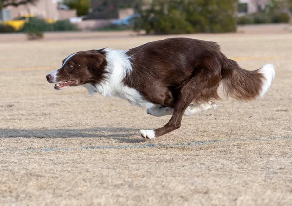 Parktaki Sarı Çimlerde Koşan Kahverengi Beyaz Renkteki Çoban Köpekleri — Stok fotoğraf