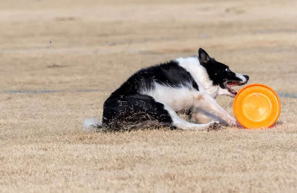 Negro Blanco Borde Collie Deslizándose Hierba Muerta Parque Para Disco — Foto de Stock