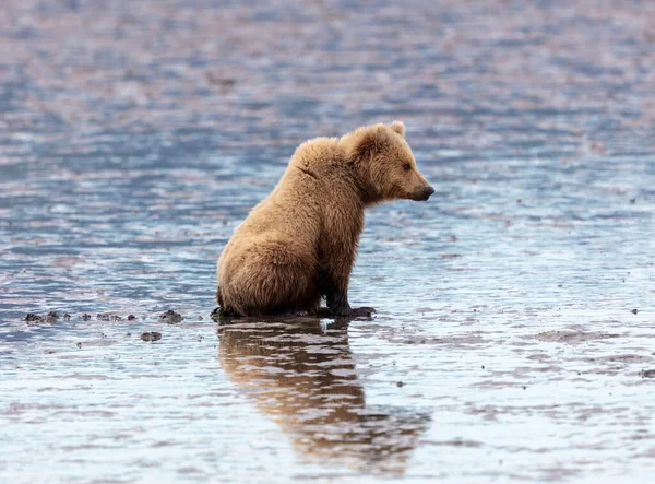 Urso Marrom Alasca Sentado Maré Baixa Esperando Para Cavar Amêijoas — Fotografia de Stock