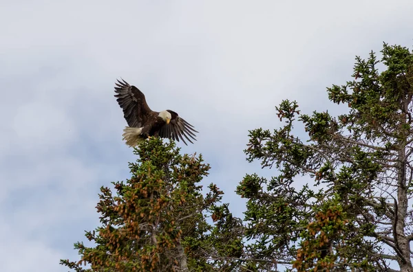 Aquila Adulta Calva Alaska Che Atterra Sulla Cima Albero — Foto Stock