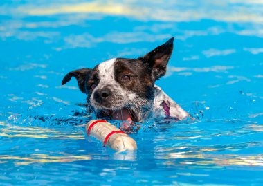 Yüzme havuzundaki melez köpek tampon oyuncağını kapmak üzereydi.