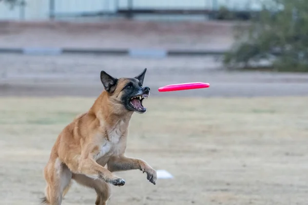 Malinois Belges Sur Point Attraper Disque Rose Sur Herbe Hiver — Photo