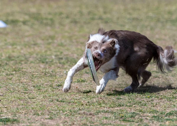 Border Collie Playing Game Toss Fetch Missing Disc — Stock Photo, Image