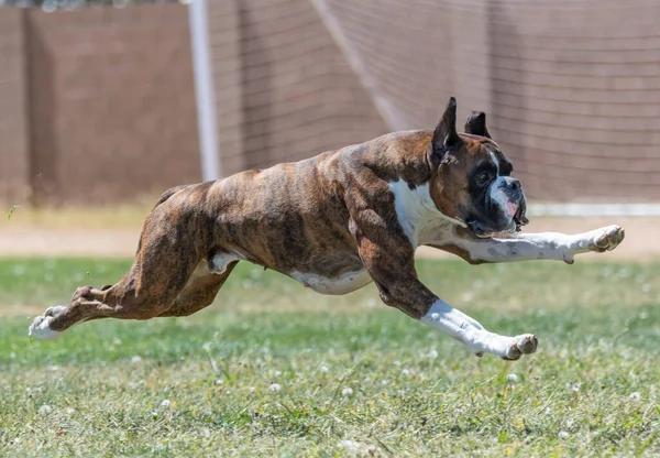 Boxer Σκυλί Μια Γρήγορη Δίκη Γάτα Στο Γρασίδι Κυνηγούν Ένα — Φωτογραφία Αρχείου