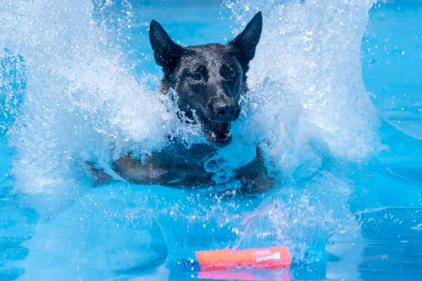 Belçikalı Malinois havuza düştükten sonra oyuncağını kapmak üzere.