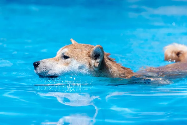 Shiba Inu Perro Nadando Una Piscina Evento Buceo Muelle — Foto de Stock