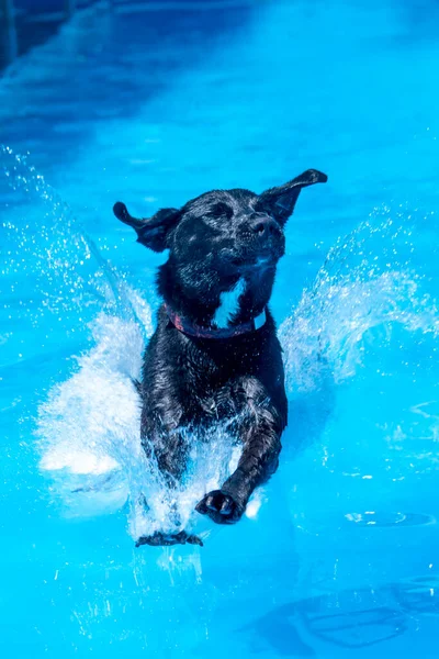 Black Labrador Retriever Aterrizando Piscina Después Saltar Muelle — Foto de Stock