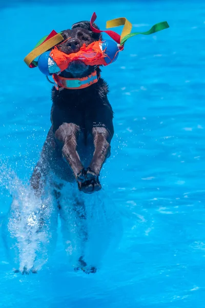 Labrador Retriever Landet Beim Tauchen Mit Spielzeug Pool — Stockfoto