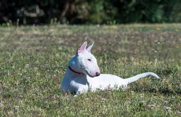 Mini Bull Terrier Laying Grass Looking Her Toy — ストック写真