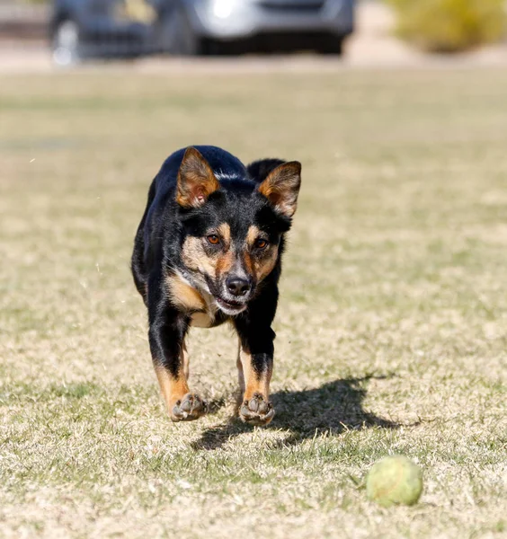 春の日に草の中でボールを追いかける混合品種の犬 — ストック写真