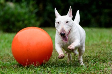 Beyaz minyatür teriyer büyük, turuncu topuyla çimenlerde koşuyor.
