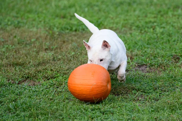 Mini Bull Terrier Bianco Che Gioca Nell Erba Con Una — Foto Stock