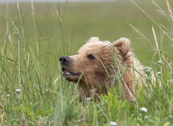 Oso Marrón Alaska Con Trozo Hierba Los Dientes —  Fotos de Stock