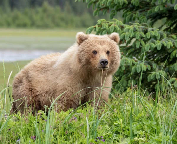 Urso Marrom Alasca Lago Clarke Mastigando Uma Erva Daninha Olhando — Fotografia de Stock