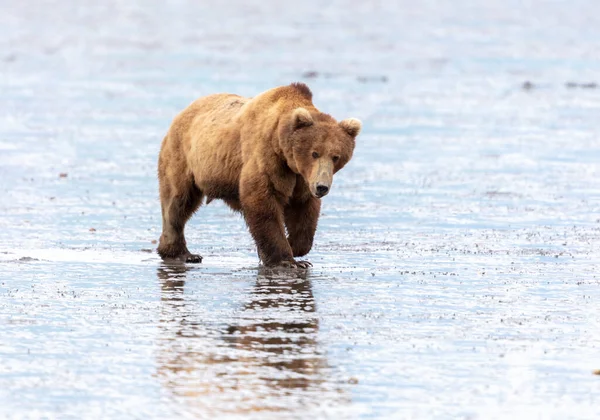 Urso Macho Alasca Caminhando Nos Apartamentos Lama Durante Maré Baixa — Fotografia de Stock